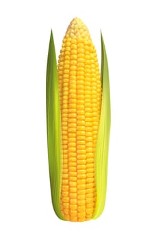 corn cob yellow vegetable harvest illustration
