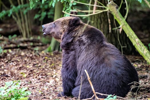 A black bear sits on the ground in front of a forest