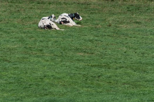Cows of a dairy grazing on fields of a farm.