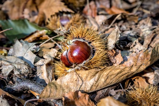 Chestnuts on the forest floor as background