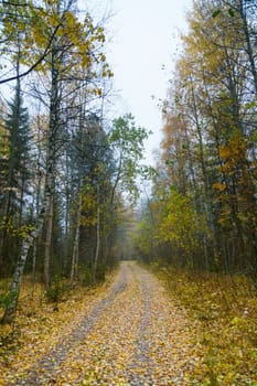 Rural Road in Autumn.