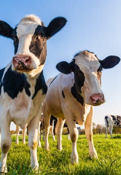 Holstein cows in the pasture