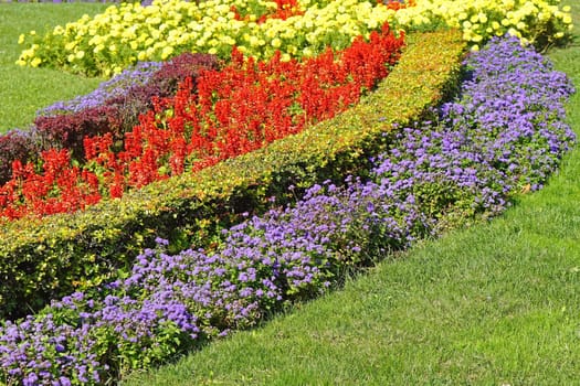 Beautiful flowers in city park at sunny day