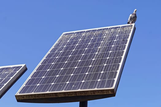 Solar panel bird poop dirty problem