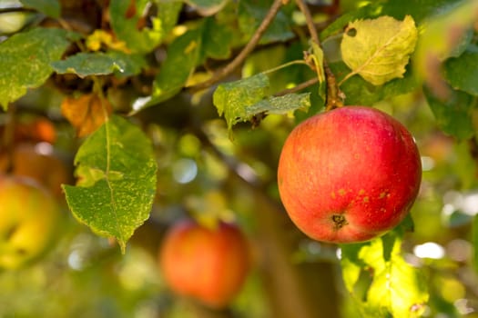 Ripe apple hangs in a sunlit tree with blurred background