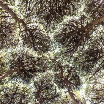 Dense pine trees forest texture. Bottom to the treetops view.