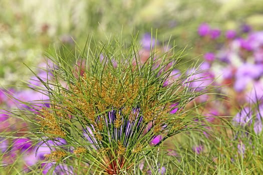 Inflorescence True Papyrus Cyperus papyrus Nefertiti