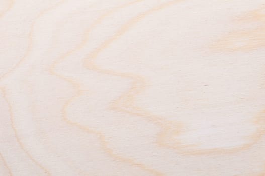 background texture of a freshly cut light wood tree