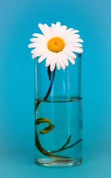 chamomile flower in a glass of water on the background of aquamarine, vertical image.