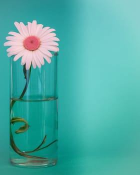 Chamomile flower with a red core. on a green background. Right place for the inscription.