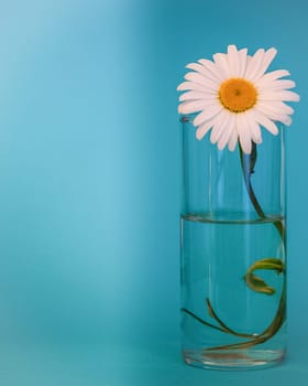 Chamomile flower in a glass of water. On the left is section for inscriptions.