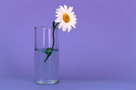 A glass with a bright chamomile flower on a lilac background, on the right is a place for an inscription.
