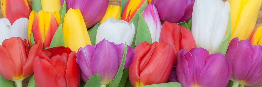 Bright spring multicolored tulips big armful at the bottom of the screen.