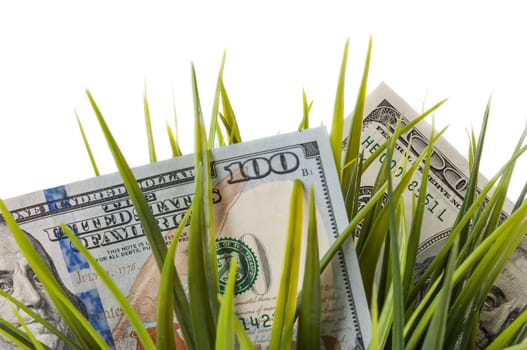One hundred dollar bills among green grass.