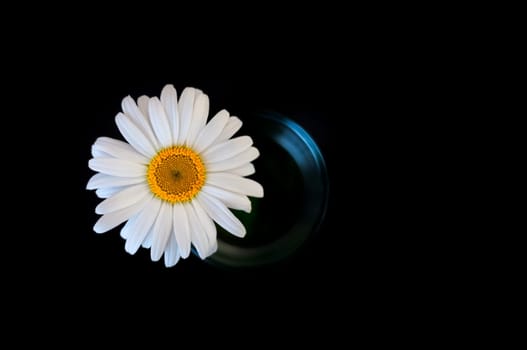 A white chamomile flower in a glass on a black background. View from above.