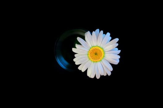 Large large daisy flower with an unusual core of yellow green color, in a glass on a black background.