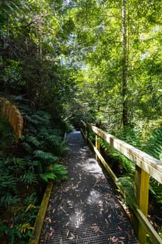 Donaghys Hill walk in Franklin-Gordon Wild Rivers National Park on a hot summer's day in Tasmania, Australia