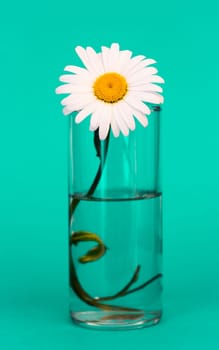 Bright chamomile flower in a glass of water on a green background, vertical image.