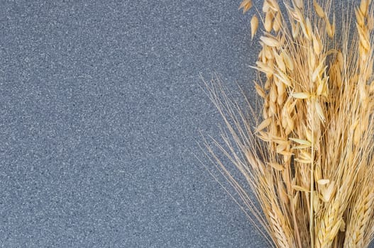 Brightly ears of wheat and barley on the background of gray granite.