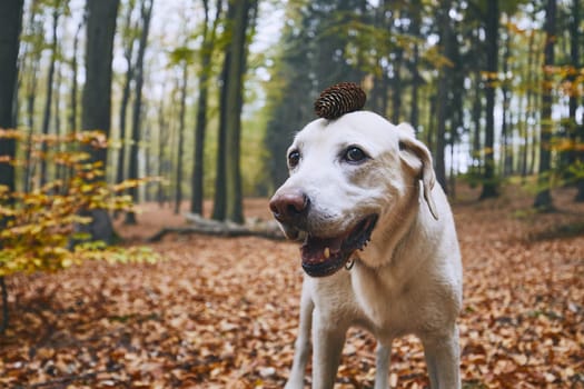 Dog in autumn forest. Funny portrait of labrador retriever with pine cone on head.