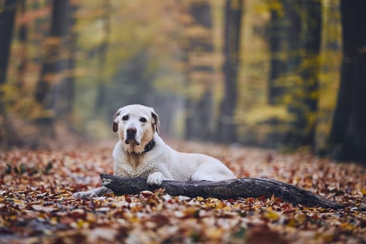 Sad dog in autumn forest. Old labrador retriever lying on pathway with stick.
