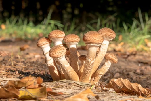A group of younger Hallimasch mushrooms in the foliage with blurred background