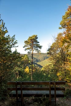 Single pine stands on a mountain with wide view of a valley in front of a bench