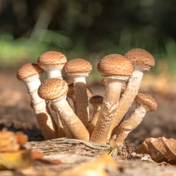 A group of younger Hallimasch mushrooms in the foliage with blurred background