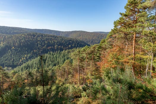 View over a wooded valley with pines and deciduous trees in autumn with blue sky