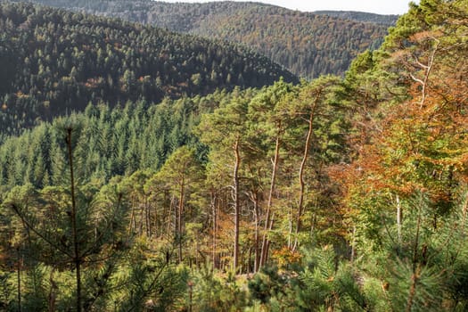 View over a wooded valley with pines and deciduous trees in autumn