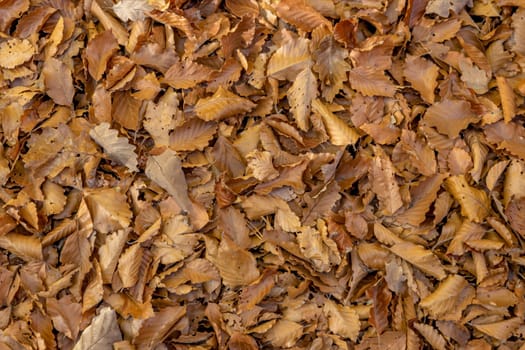 Full-size forest floor with autumnal beech and oak leaves as background