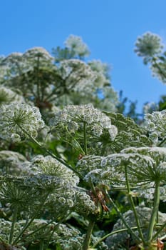 Giant hogweed - Heracleum mantegazzianum in a detailed shot