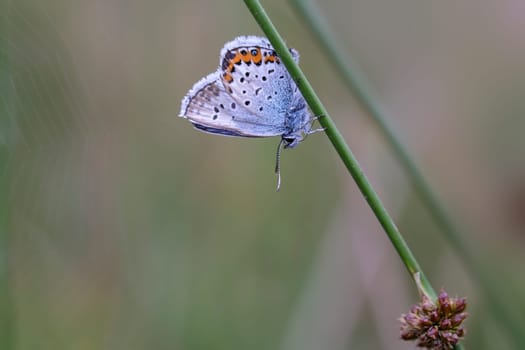 Common Blue - Polyommatus icarus in the resting position - macro shot