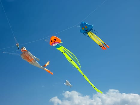 Kite