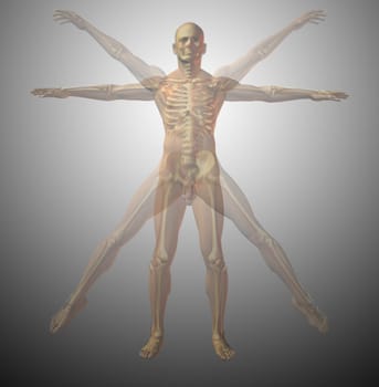 Anatomical vitruvian man. X-ray. 3D rendering