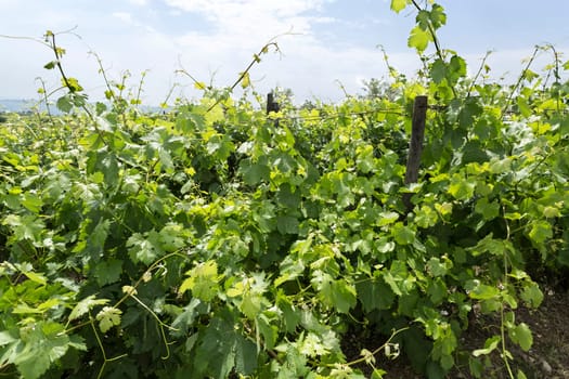 View of very healthy vine in a vineyard of the Douro wine region, famous for its Port Wine, in Portugal