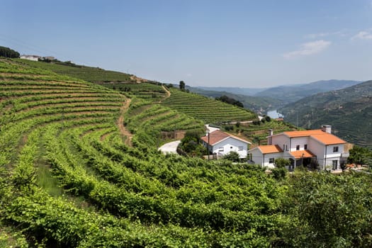 Spectacular panoramic view of the vineyards on the slopes of the Douro Wine Region, Portugal, famous for its superb Port Wines