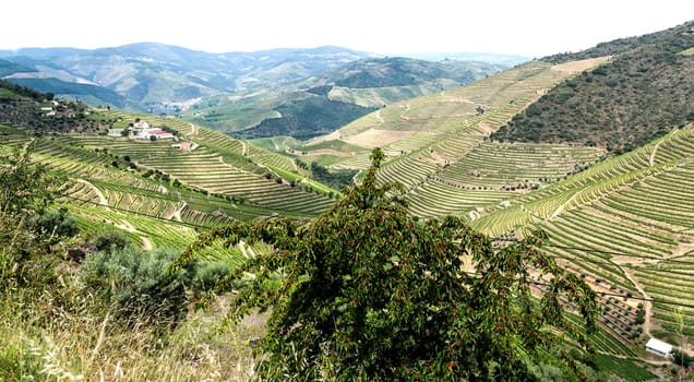 Spectacular panoramic view of the vineyards in the Douro Wine Region, Portugal, famous for its superb Port Wines