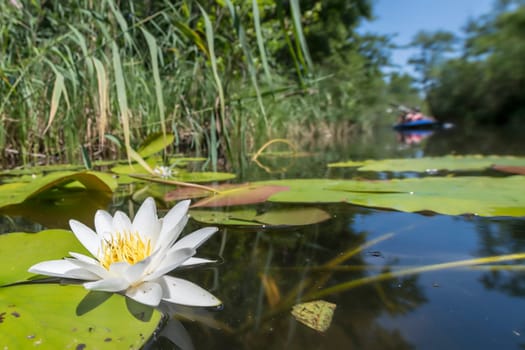 Single water lily with a green leaf floating on dark water with copy space