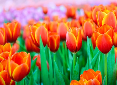 Beautiful flowers blooming of orange tulip flowers field in spring