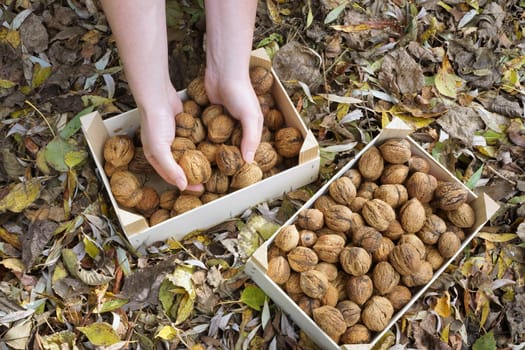 Woman is holding walnuts in her hands