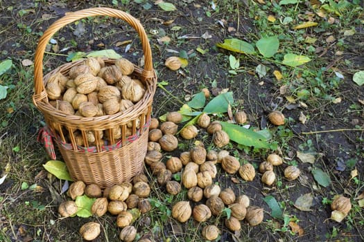 Fresh walnuts in a basket