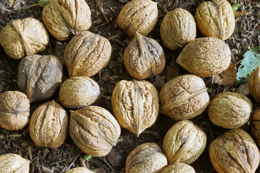 A lot of walnuts lying on a forest floor