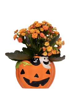 Halloween background. Bouquet of autumn flowers in a yellow porcelan pumpkin isolated on a white background. Template for your design.
