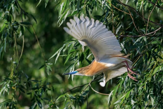 squacco heron (ardeola ralloides) in flight. Danube Delta, Romania