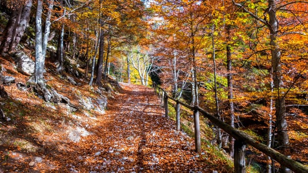 Autumn forest scenery with road of fall leaves..Footpath in scene autumn forest nature