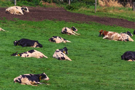 HATTINGEN, NRW, GERMANY - AUGUST 03, 2017: Meadow with cows..Cows of a dairy grazing on fields of a farm.