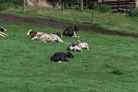 HATTINGEN, NRW, GERMANY - AUGUST 03, 2017: Meadow with cows..Cows of a dairy grazing on fields of a farm.