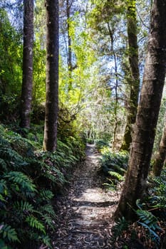 Donaghys Hill walk in Franklin-Gordon Wild Rivers National Park on a hot summer's day in Tasmania, Australia