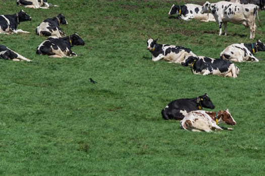HATTINGEN, NRW, GERMANY - AUGUST 03, 2017: Meadow with cows..Cows of a dairy grazing on fields of a farm.